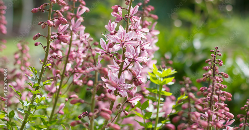Pink flowering plants with slender stalks, vibrant blooms, and lush green foliage in garden setting. Pink flowering plants with slender stalks, vibrant blooms, and lush green foliage in garden setting.