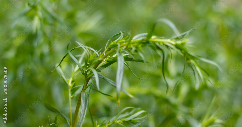 Obraz premium Close up of green tarragon plant leaves in lush, natural garden setting, with soft focus background.