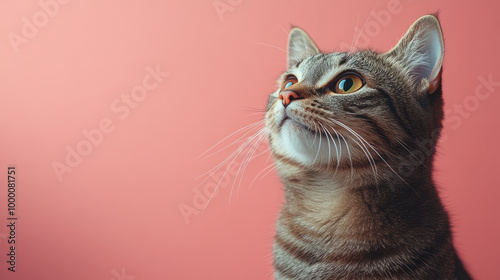 A portrait of a curious cat, isolated on a pastel pink background, with its whiskers and bright, alert eyes,