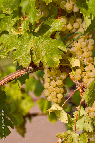 Wallpaper Mural ripe bunch of grapes in a vineyard close-up Torontodigital.ca