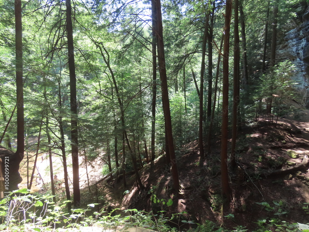 Fototapeta premium trees in the forest