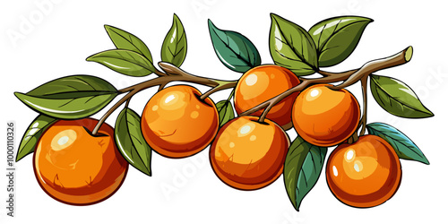 orange with leaves and branch - vector illustration of orange isolated on white, orange vector art