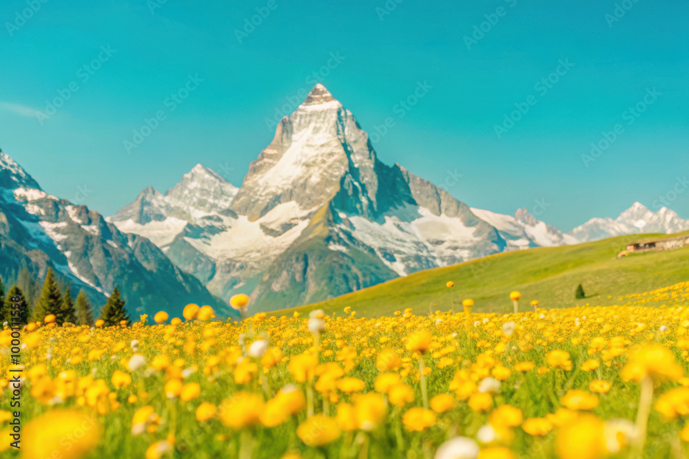 Fototapeta premium Vibrant wildflowers bloom in a sunny meadow beneath majestic snow-capped mountains during a clear summer day in the Alps. Generative AI