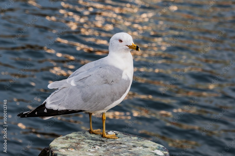 Seagull, Inner Harbor, Baltimore Maryland USA Seagull, Inner Harbor, Baltimore Maryland USA