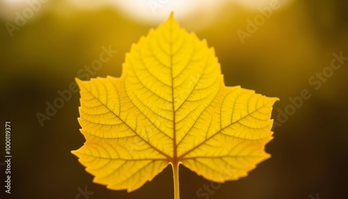  Autumns vibrant beauty in a single leaf