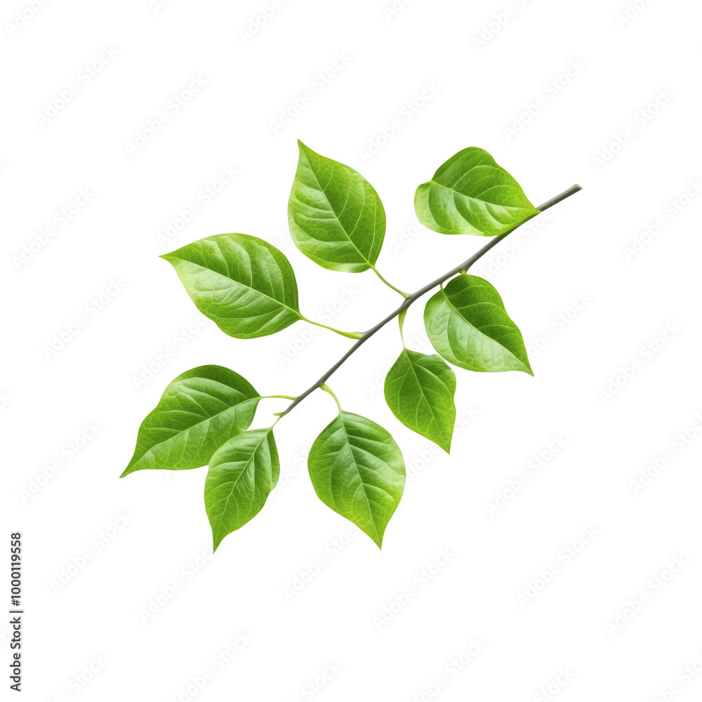 Green Branch with Leaves Isolated on White Background Green Branch with Leaves Isolated on White Background