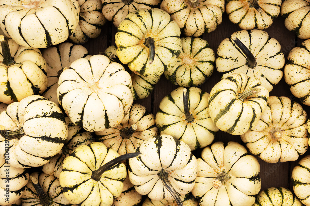 Fototapeta premium Green and White Fall Gourds From Above