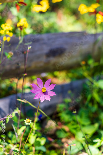 flor silvestre