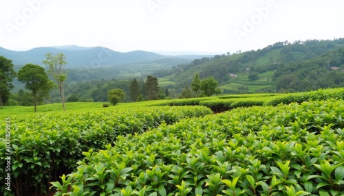  Vibrant Tea Plantation Amidst Natures Embrace