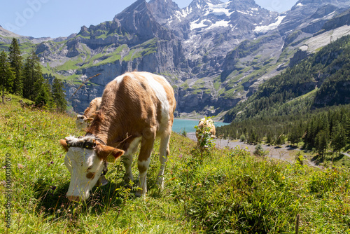 Bild auf Leinwand Lac d’Oeschinen (Oeschinensee) avec vaches dans les pâturages alpins près de Kan