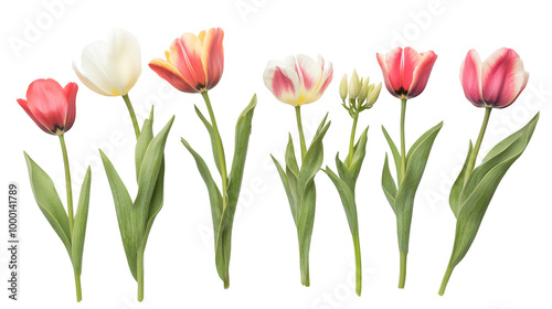 A top-down view of several tulips in various stages of bloom, solated on transparent background, PNG file for flat lay stock photo