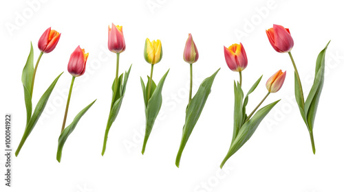 A top-down view of several tulips in various stages of bloom, solated on transparent background, PNG file for flat lay stock photo
