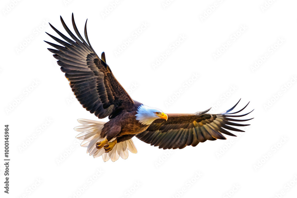 Obraz premium PNG American bald eagle flying animal bird
