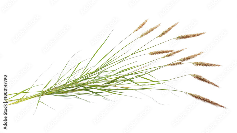 Obraz premium Thin and long grass blades, solated on transparent background, PNG file, ideal for natural stock photography