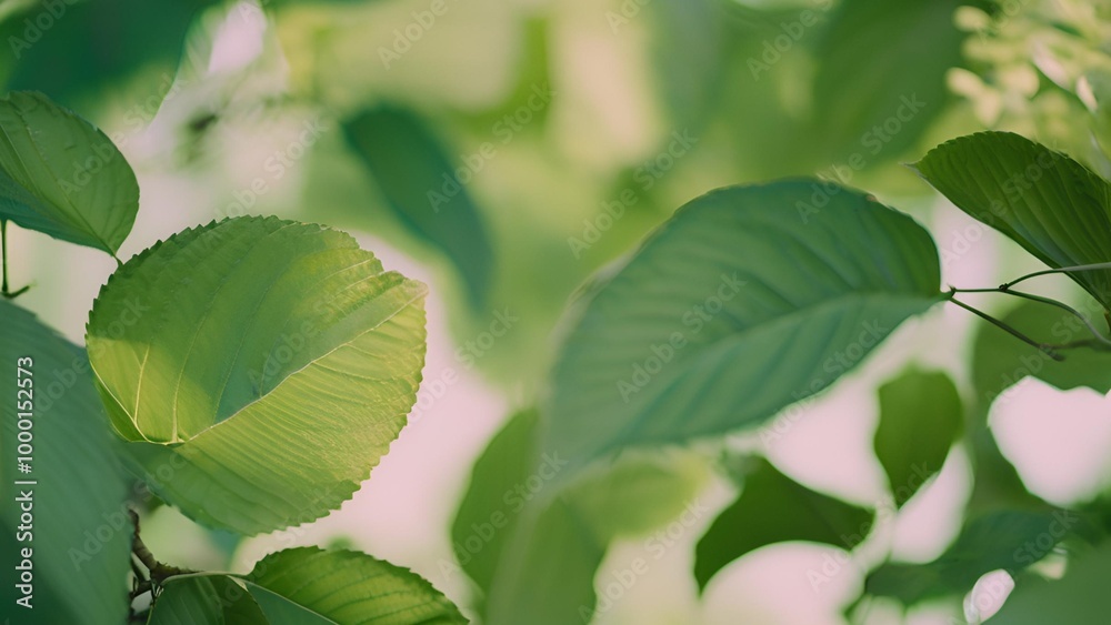 Green background with space for text input
Green background with space for text input
