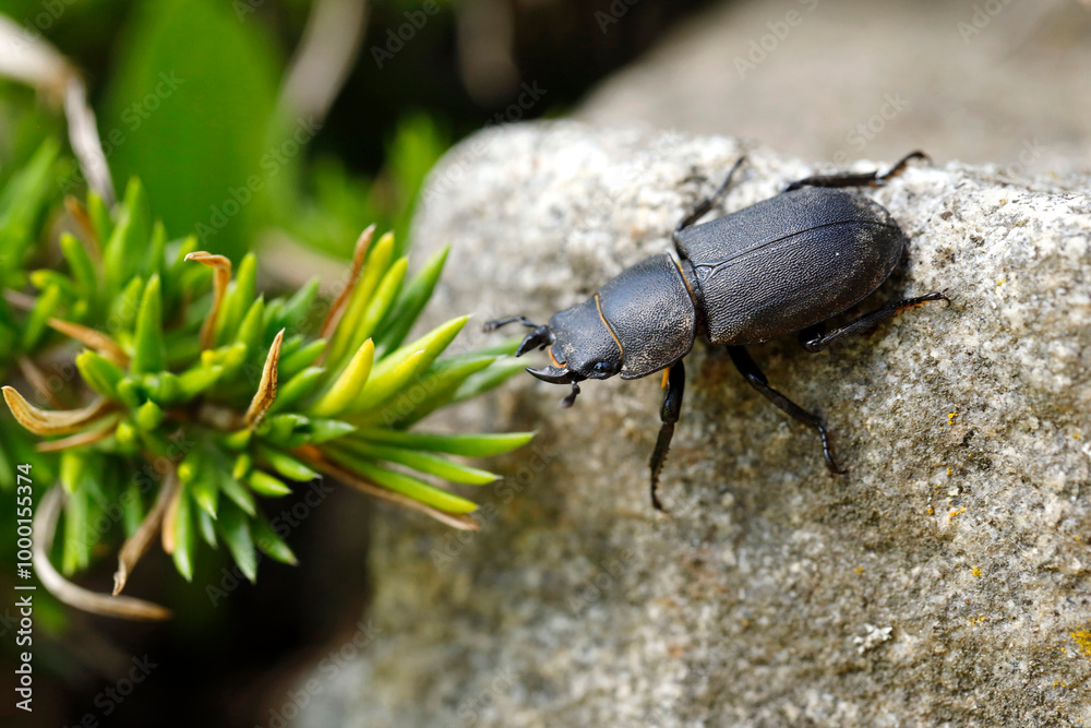 close up of a bark beetle, Dorcus parallelipipedus, also known as the lesser stag beetle, on granite stone close up of a bark beetle, Dorcus parallelipipedus, also known as the lesser stag beetle, on granite stone