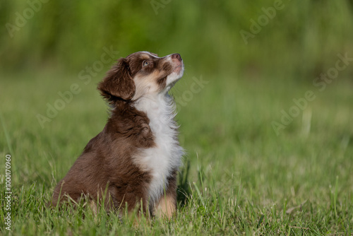Photography Brown tricolor mini americal shepherd puppy sitting outside on the sunny summer day
