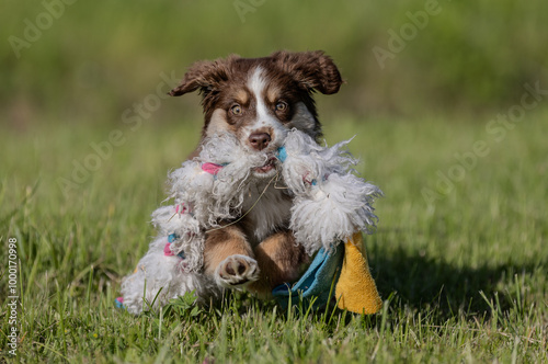 Brown tricolor mini americal shepherd puppy running  outside on the sunny summer day. Attentive, beautiful mini aussie puppy with clever eyes and attractive look. Healthy 2 months old breed puppy photo