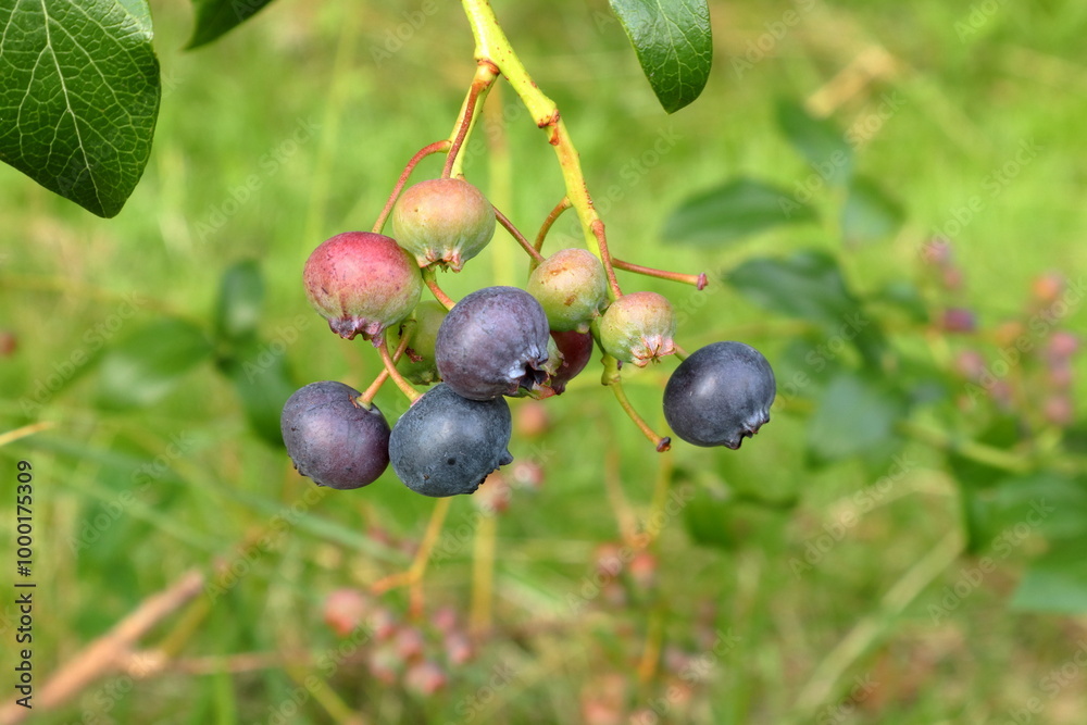 American blueberry bushes on Swedish soil. Sweden 2024. American blueberry bushes on Swedish soil. Sweden 2024.