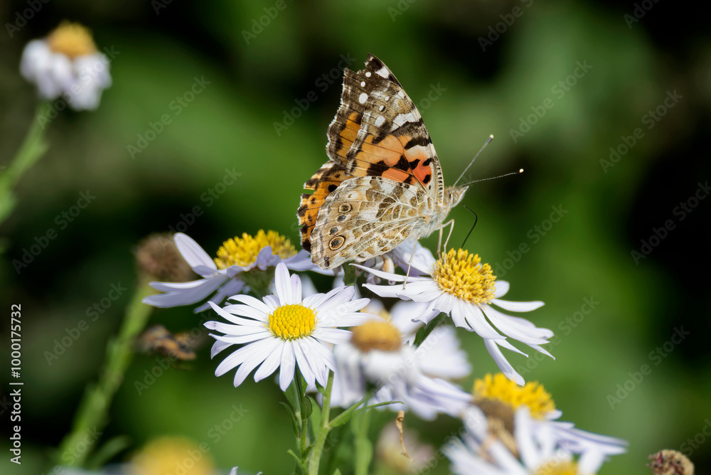 Painted Lady (Vanessa cardui) butterfly perched on a white daisy in Zurich, Switzerland Painted Lady (Vanessa cardui) butterfly perched on a white daisy in Zurich, Switzerland