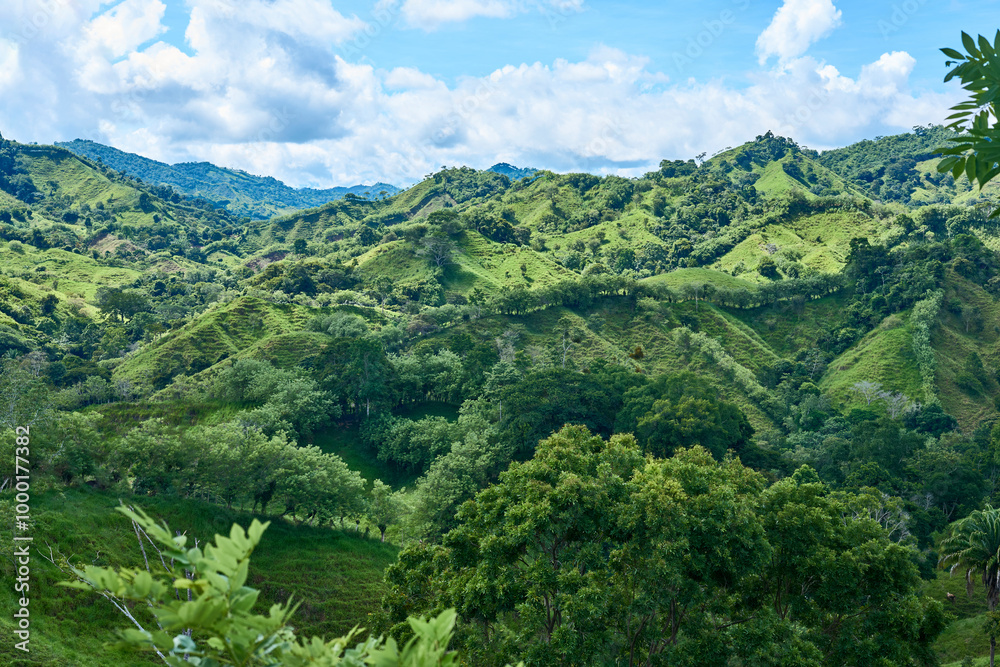 hills full of trees with mountains and clouds in the background hills full of trees with mountains and clouds in the background