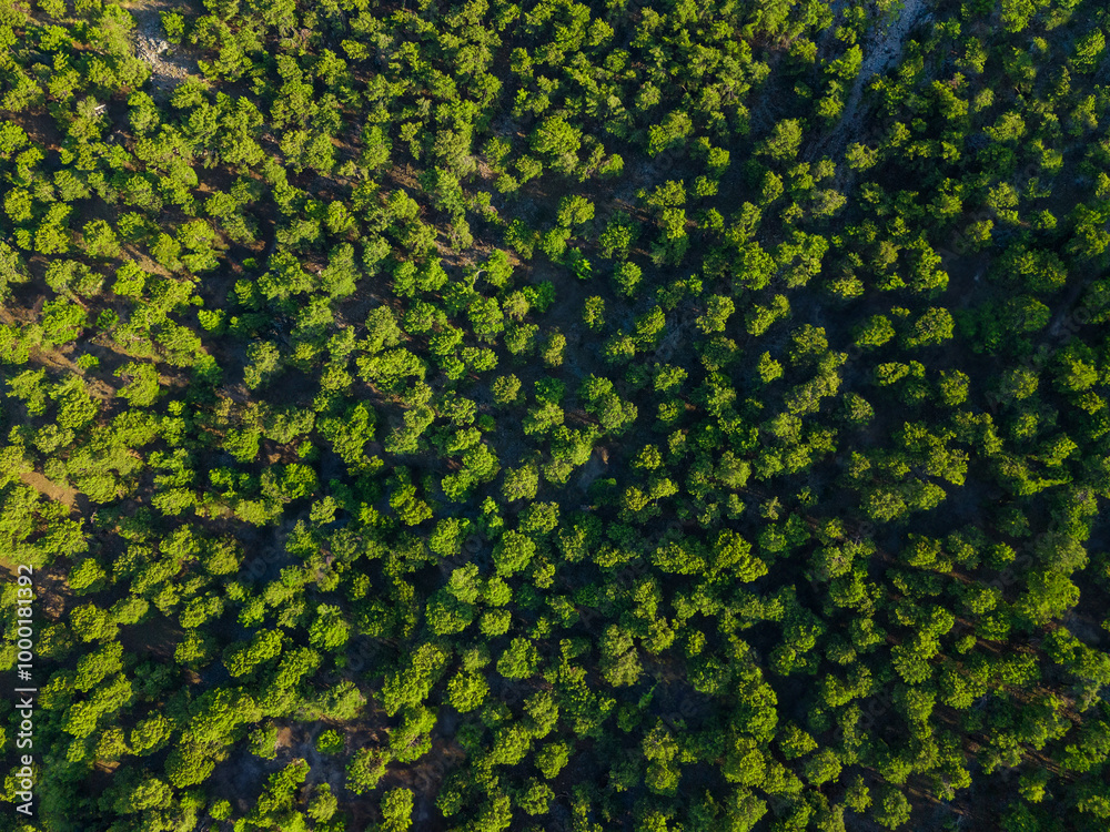 Summer in Forest Aerial Top View. Mixed Forest, Green Deciduous Trees. Drone Shoot Above Colorful Green Texture in Nature
