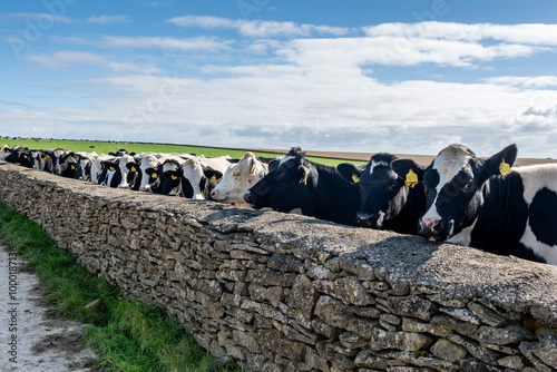 Dairy herd overlooking stone wall