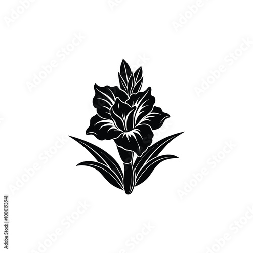 Gladiolus  flower on white