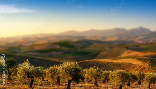 Olive Groves and Mountains in Andalusia