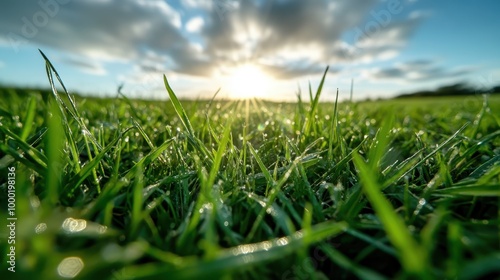 The morning sun rises over a field of grass kissed with dew, capturing the freshness and tranquility of a new day dawning, blending serenity and natural beauty. photo