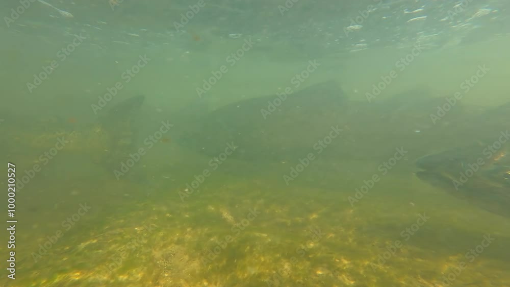 Salmon underwater close up shot of schooling fish migration in freshwater stream or creek at Ganaraska river. Upstream spawning place in Port Hope, Ontario, Canada. Waterfall with plenty of salmon. Salmon underwater close up shot of schooling fish migration in freshwater stream or creek at Ganaraska river. Upstream spawning place in Port Hope, Ontario, Canada. Waterfall with plenty of salmon.