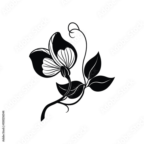 Sweet pea flower drawing.Black and white with line art illustration.
