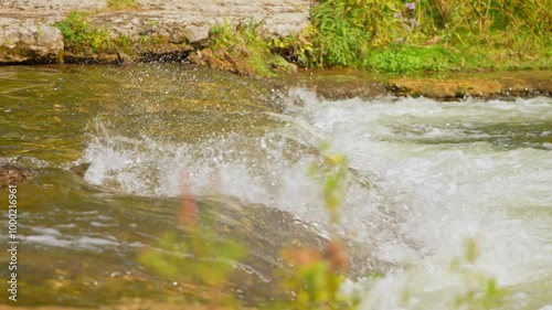 Salmon fish swim upstream against strong currents waterfalls. Ganaraska River, Corbett's Dam, Port Hope, Ontario. Adult salmon spawning return to their natal freshwater habitats to lay their eggs. photo