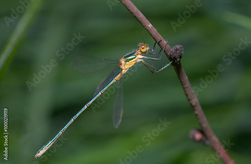 Emerald damselfly Lestes sponsa sitting on a plant stem photo