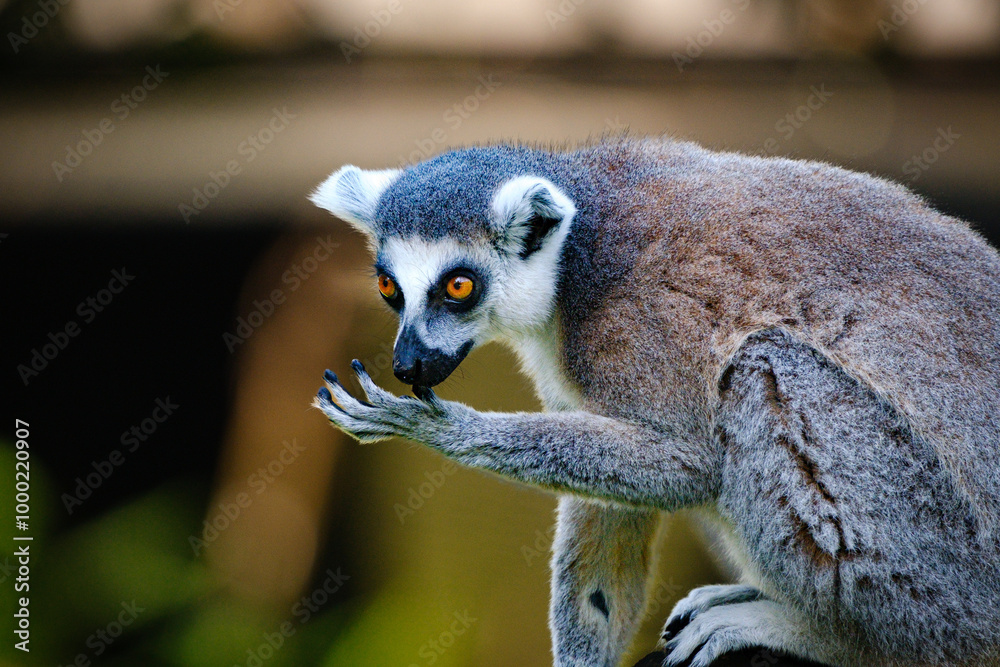 Fototapeta premium sitting lemur catta on the tree