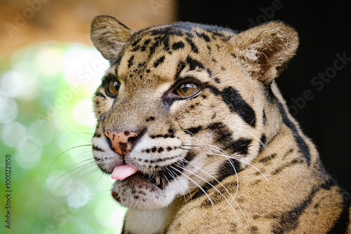 clouse up portrait of clouded leopard