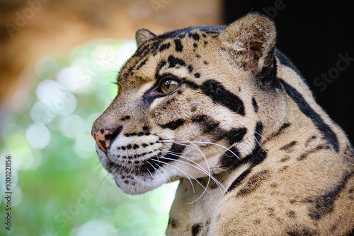 clouse up portrait of clouded leopard