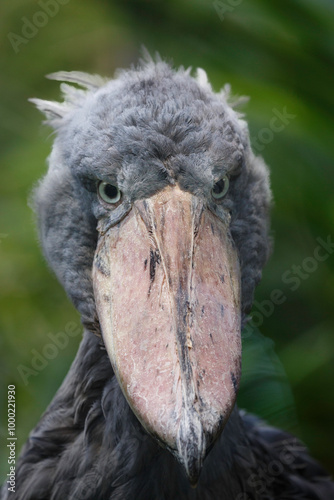 close up of shoebill