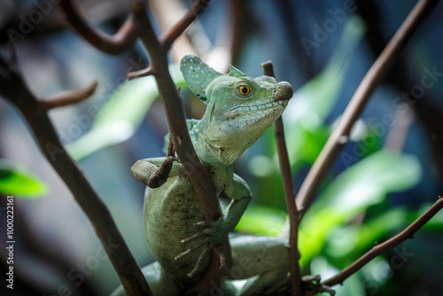 green basilisk on a tree photo