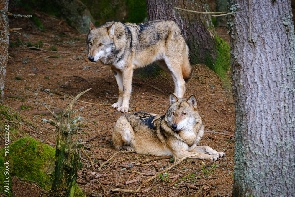 Obraz premium two wolfs in the forest in Czech Republic