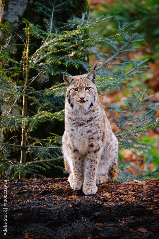 Obraz premium big cat lynx sitting on the rock