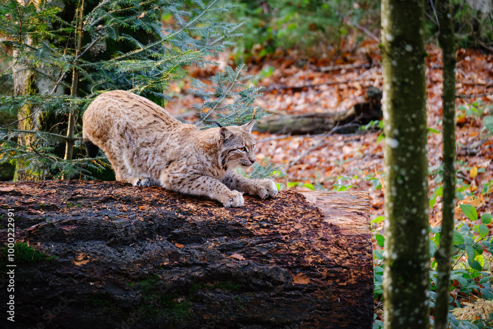 lynx draging on on the big lying tree lynx draging on on the big lying tree