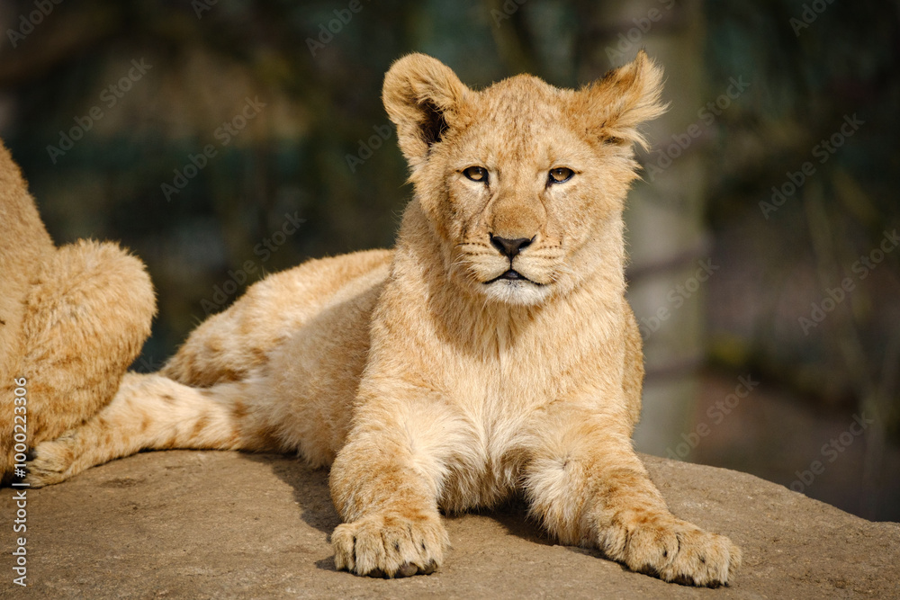 baby lion cat lying on the ground baby lion cat lying on the ground