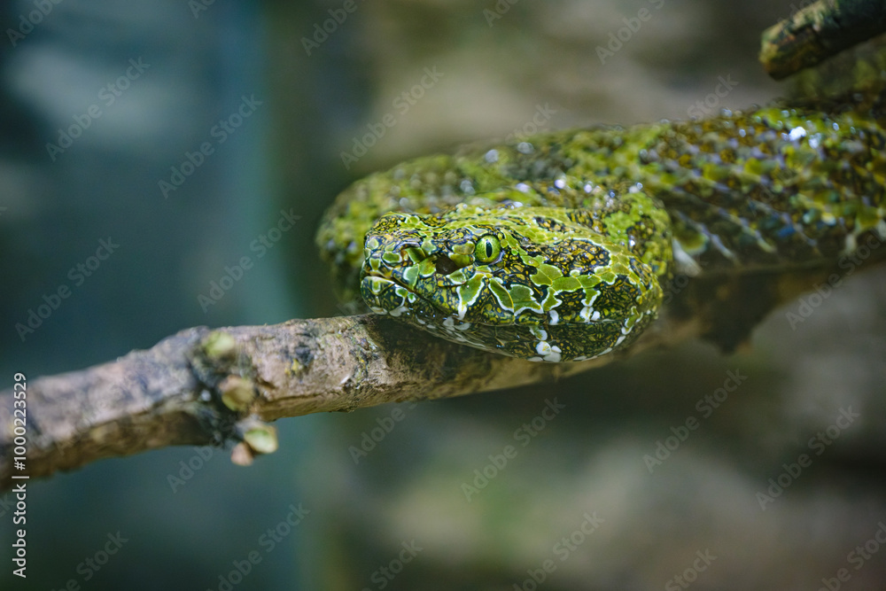 Naklejka premium green snake