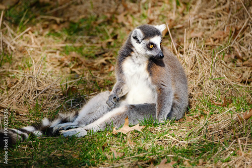 lemur catta in the zoo