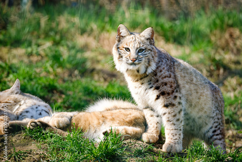 very rare lynx cat sitting in the forest