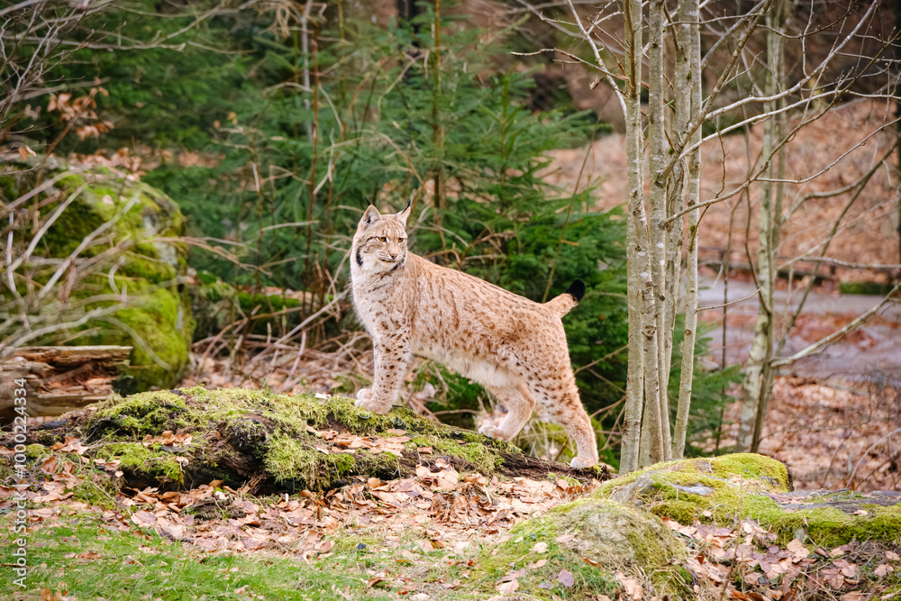 Obraz premium very rare lynx cat in the forest