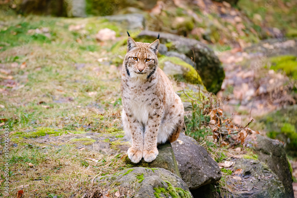 Obraz premium very rare lynx cat sitting in the forest
