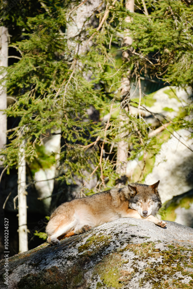 wolf lying in the forest in Czech Republic wolf lying in the forest in Czech Republic