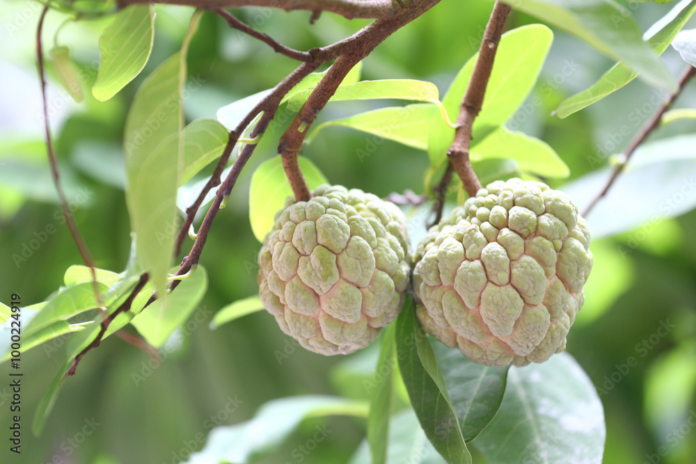 Fresh cherimoya fruits on branch with green leaves